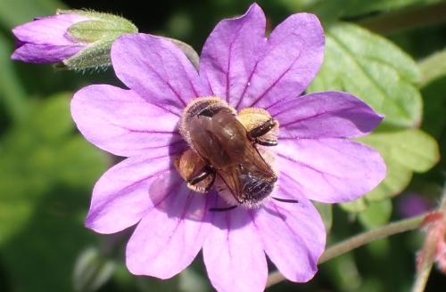 Andrena sp.